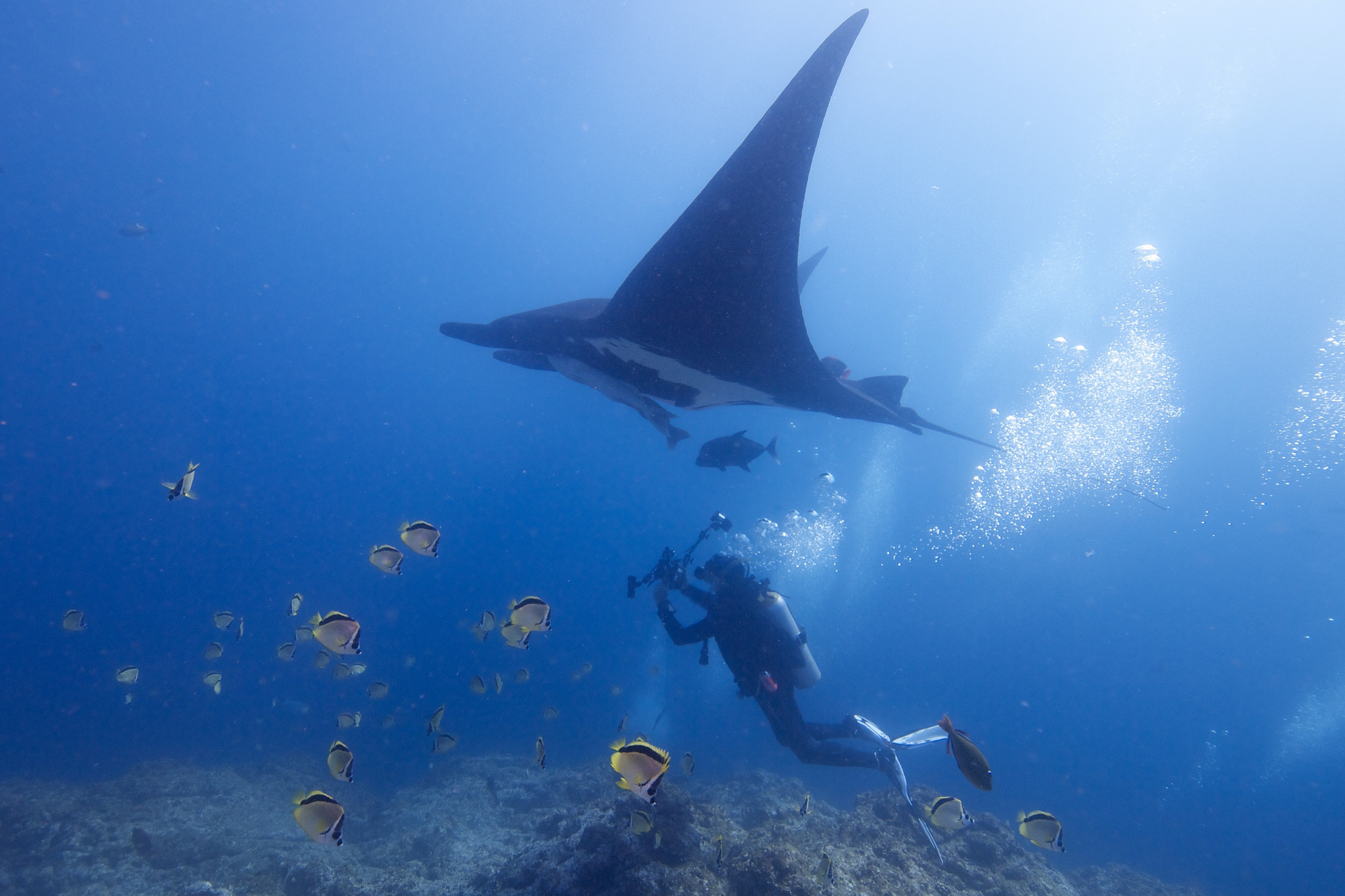 Diving with a manta ray